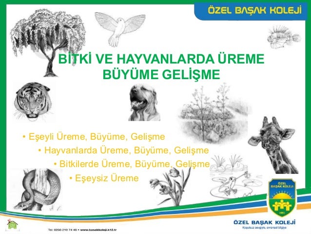 Balıklarda üreme nasıl olur (balık ve kurbağalarda üreme) Balıklarda üreme nasıl olur (balık ve kurbağalarda üreme)